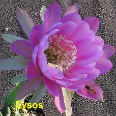 EP-H. Lysos.4.2.jpg 